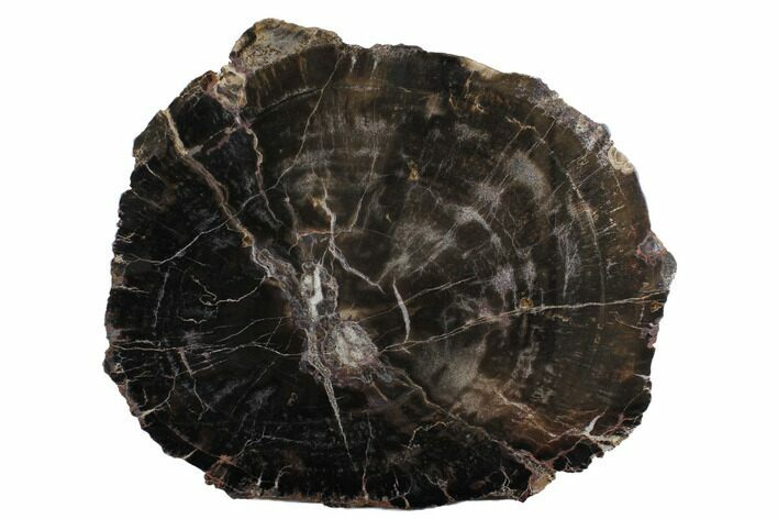 Triassic Petrified Wood (Conifer) Slab - Utah #172019
